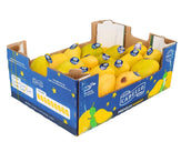 Fresh - Ataulfo Mango (Size 20) - PrMa105 Fresh - Ataulfo Mango (Size 20) - PrMa105