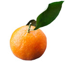 Fresh - Orange - Naval (Size 113) Fresh - Orange - Naval (Size 113)