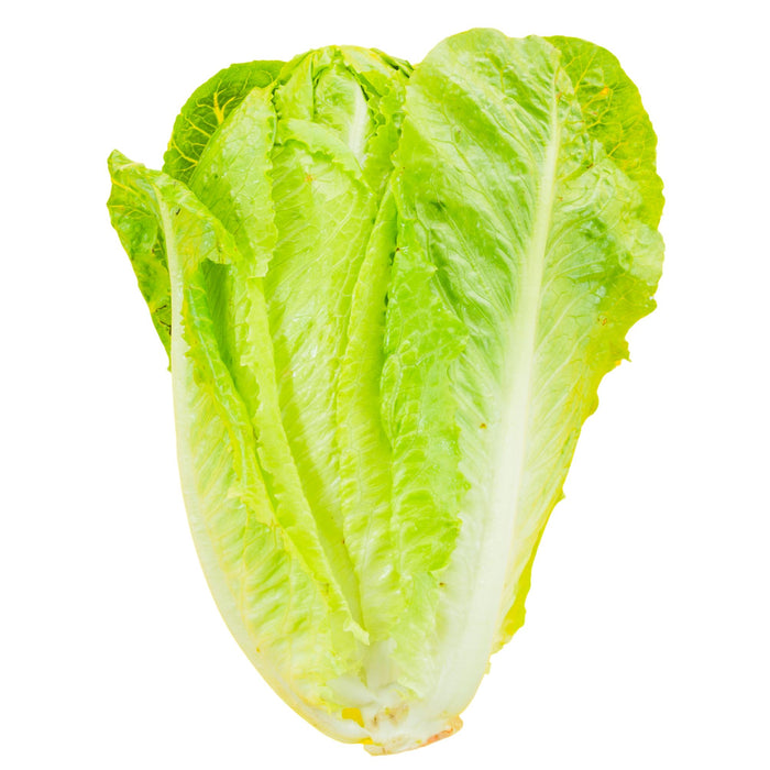 Fresh - Lettuce - Romaine - Hearts