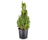 Planter - Dwarf Alberta Spruce - Small
