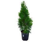 Planter - Dwarf Alberta Spruce - Medium