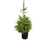 Planter - Norway Spruce