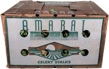 Fresh - Celery Fresh - Celery