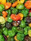 Fresh - Pepper Scotch Bonnet Red Mix/Yellow Fresh - Pepper Scotch Bonnet Red Mix/Yellow
