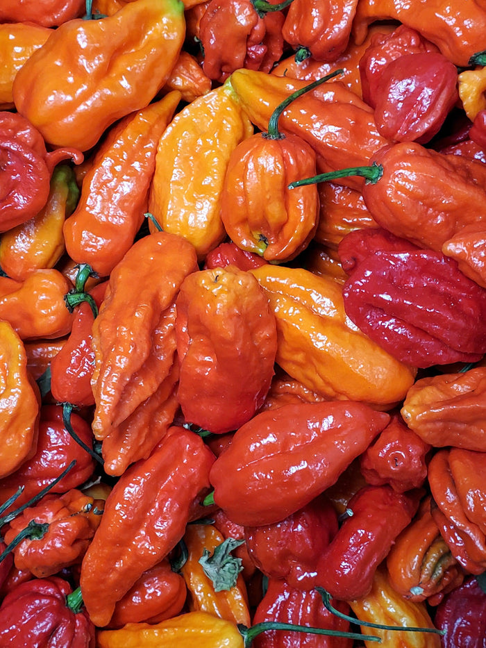 Fresh - Ghost Pepper