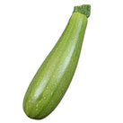 Fresh - Zucchini - Green - Fancy
