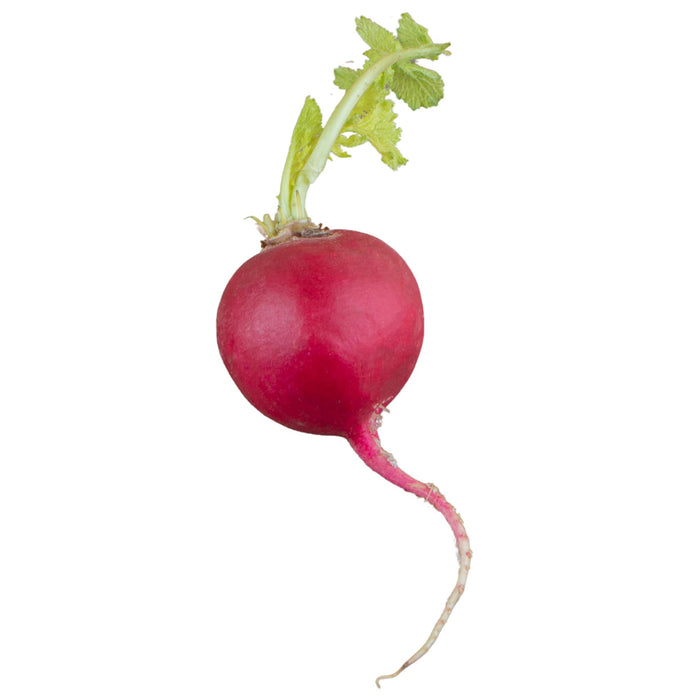 Fresh - Radish - Red