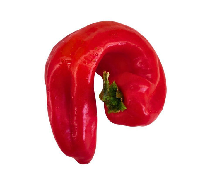 Fresh - Pepper Shepperd (RED)