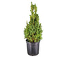 Planter - Dwarf Alberta Spruce - Small