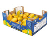 Fresh - Ataulfo Mango (Size 20) - PrMa105