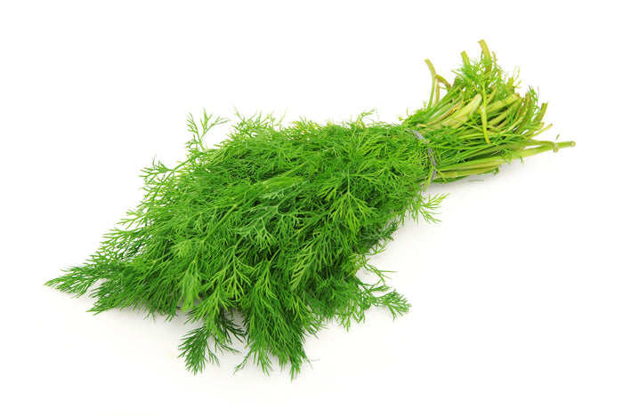 Fresh - Dill