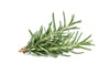 Fresh - Rosemary