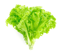 Fresh - Lettuce - Green Leaf