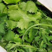 Fresh - Coriander/Cilantro