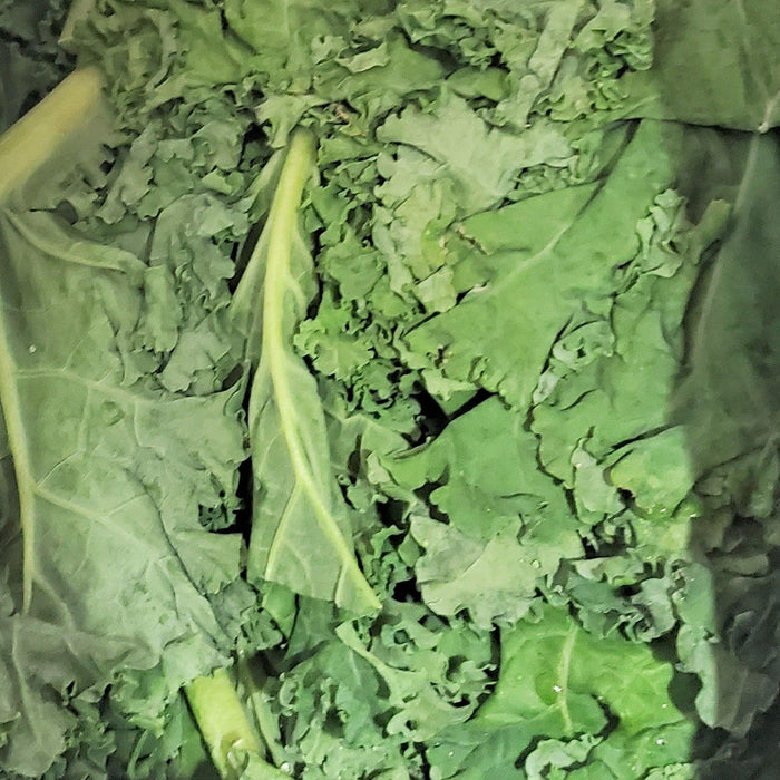 Fresh - Green Kale (Bunch)