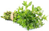 Fresh - Thyme Green