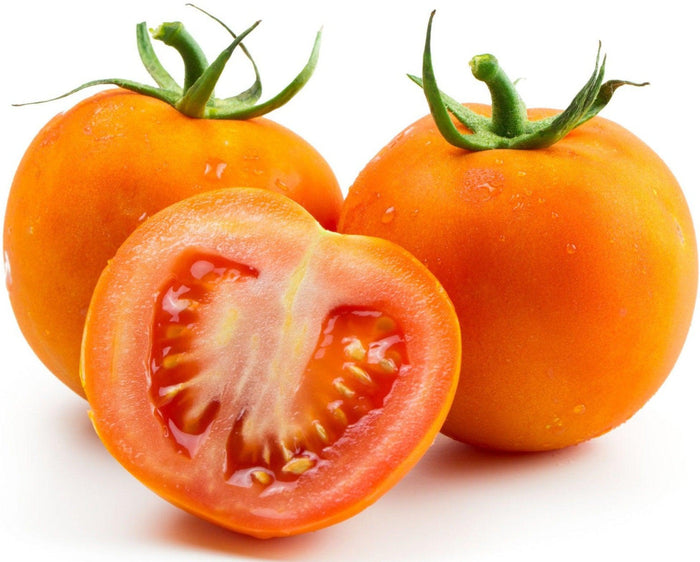 Fresh - Tomato - 6x6